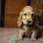 Bacardi-male-english-cocker-spaniel-puppy-for-sale- (4)