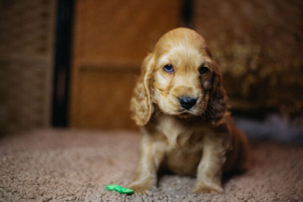 Bacardi English Cocker Spaniel Bacardi English Cocker Spaniel