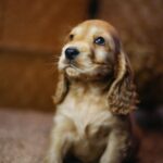 Bacardi-male-english-cocker-spaniel-puppy-for-sale- (5)