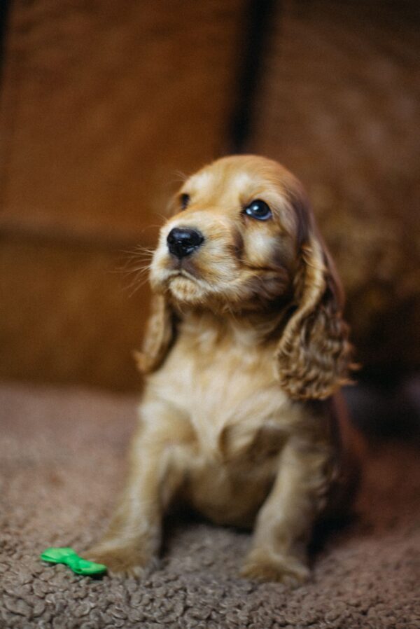 Bacardi English Cocker Spaniel Bacardi English Cocker Spaniel