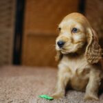 Bacardi-male-english-cocker-spaniel-puppy-for-sale- (6)
