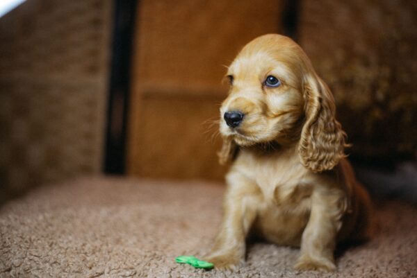 Bacardi English Cocker Spaniel Bacardi English Cocker Spaniel