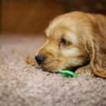 Bacardi-male-english-cocker-spaniel-puppy-for-sale- (7)
