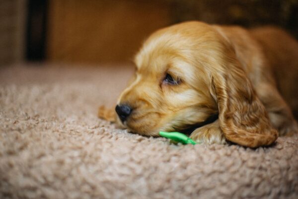 Bacardi English Cocker Spaniel Bacardi English Cocker Spaniel