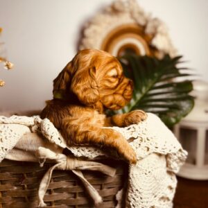 Bacardi English Cocker Spaniel Bacardi English Cocker Spaniel