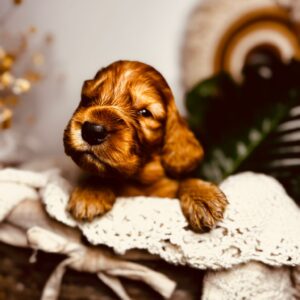 Bacardi English Cocker Spaniel Bacardi English Cocker Spaniel