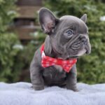 Bagheera-female-french-bulldog-puppy-for-sale-1 (1)