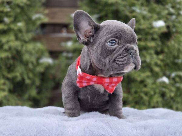 Bagheera French Bulldog Bagheera French Bulldog