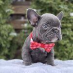 Bagheera-female-french-bulldog-puppy-for-sale-1 (2)
