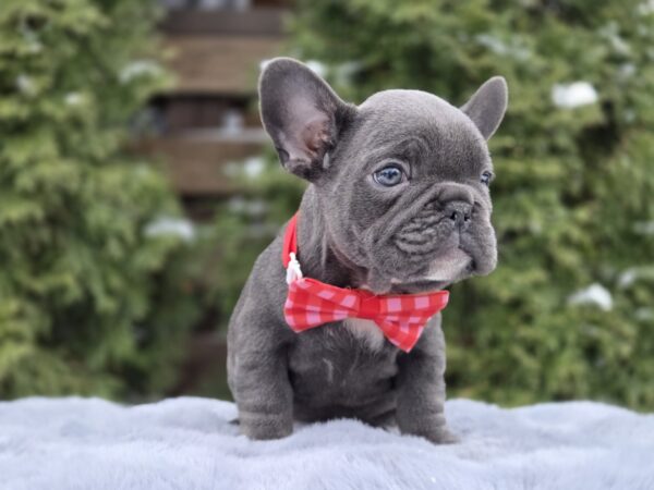 Bagheera French Bulldog Bagheera French Bulldog