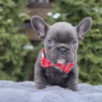 Bagheera-female-french-bulldog-puppy-for-sale-1 (4)