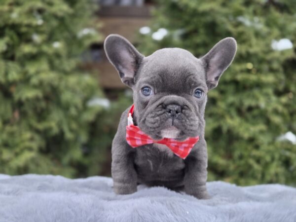 Bagheera French Bulldog Bagheera French Bulldog