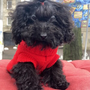 Bagheera Toy Poodle Bagheera Toy Poodle