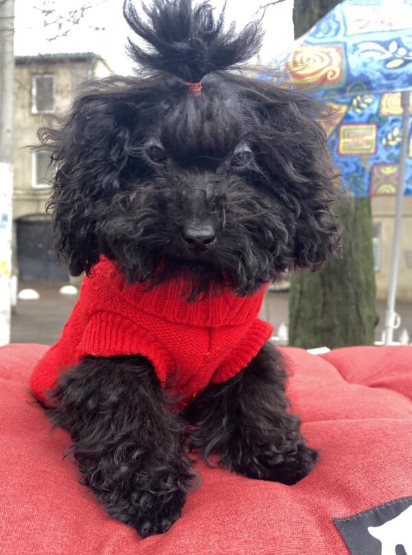 Bagheera Toy Poodle Bagheera Toy Poodle