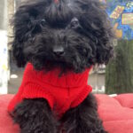 Bagheera-female-toy-poodle-puppy-for-sale-1 (2)