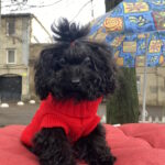 Bagheera-female-toy-poodle-puppy-for-sale-1 (3)