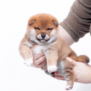 Bobo Shiba Inu Bobo Shiba Inu