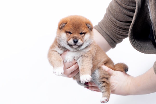 Bobo Shiba Inu Bobo Shiba Inu