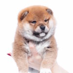 Bambi-male-shiba-inu-puppy-for-sale-1 (2)