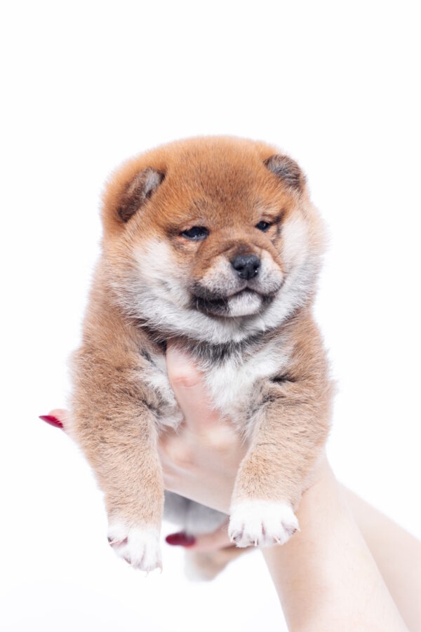 Bambi Shiba Inu Bambi Shiba Inu