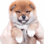 Bambi-male-shiba-inu-puppy-for-sale-1 (3)
