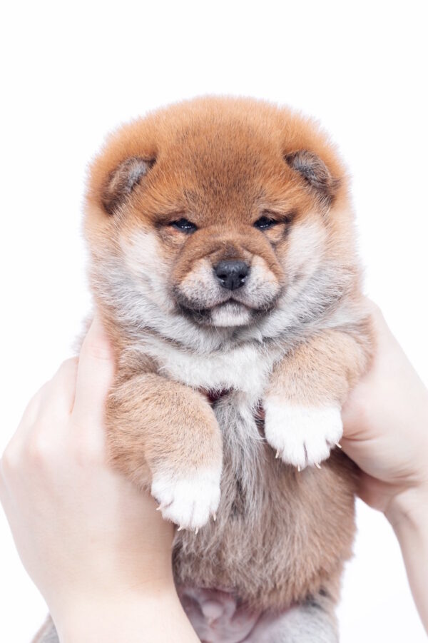 Bambi Shiba Inu Bambi Shiba Inu