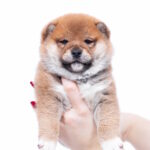 Bambi-male-shiba-inu-puppy-for-sale-1 (4)