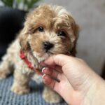 Barbariska-female-maltipoo-puppy-for-sale-1 (1)