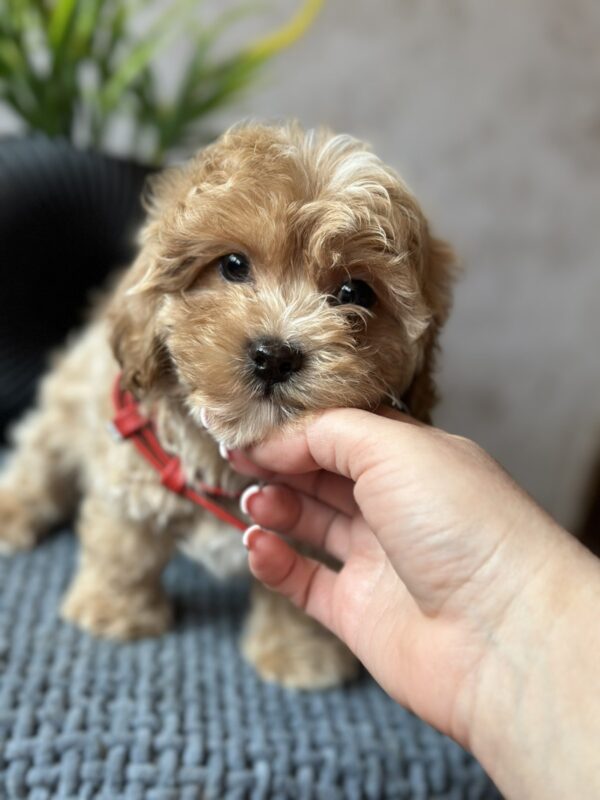 Barbariska Maltipoo Barbariska Maltipoo