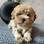 Barbariska-female-maltipoo-puppy-for-sale-1 (2)