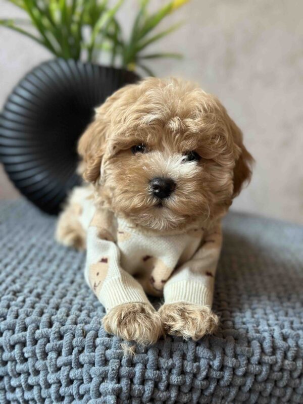 Barbariska Maltipoo Barbariska Maltipoo