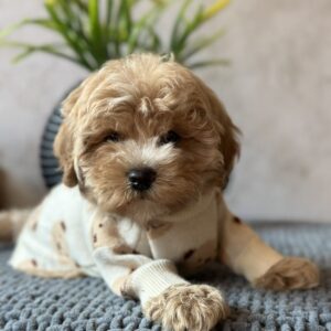 Barbariska Maltipoo Barbariska Maltipoo