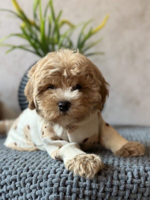 Barbariska Maltipoo Barbariska Maltipoo