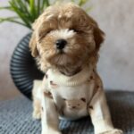 Barbariska-female-maltipoo-puppy-for-sale-1 (4)