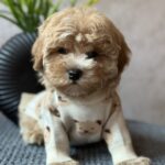 Barbariska-female-maltipoo-puppy-for-sale-1 (5)