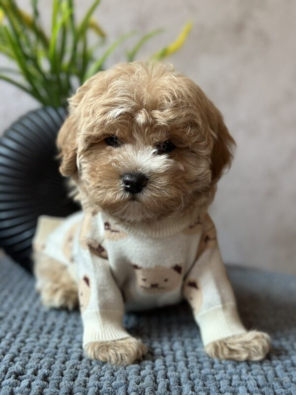 Barbariska Maltipoo Barbariska Maltipoo