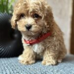 Barbariska-female-maltipoo-puppy-for-sale-1 (6)