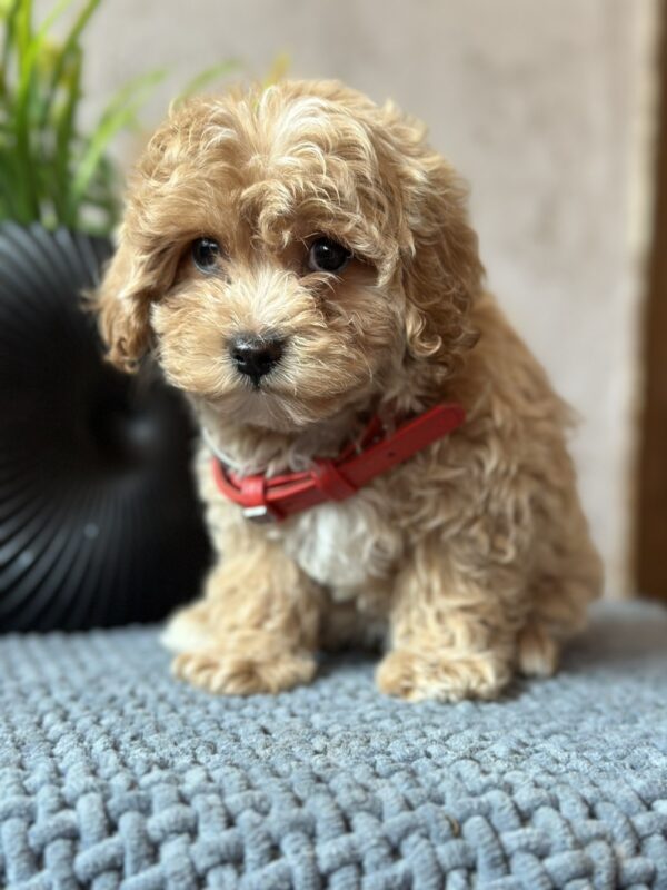 Barbariska Maltipoo Barbariska Maltipoo