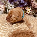 Barista-male-english-cocker-spaniel-puppy-for-sale- (1)
