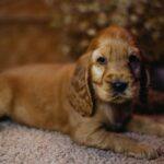 Barista-male-english-cocker-spaniel-puppy-for-sale- (1)