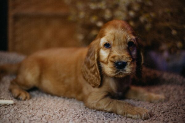 Barista English Cocker Spaniel Barista English Cocker Spaniel