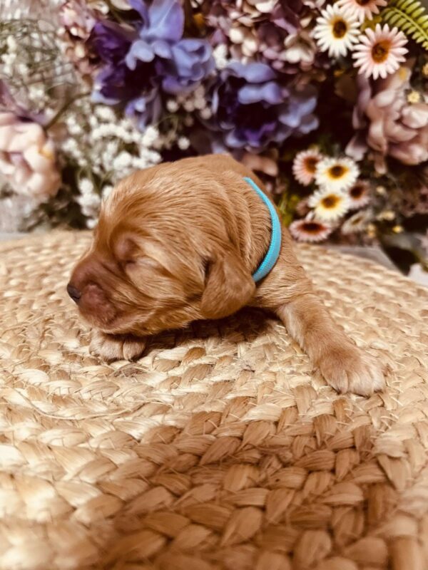 Barista English Cocker Spaniel Barista English Cocker Spaniel