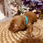 Barista-male-english-cocker-spaniel-puppy-for-sale- (2)