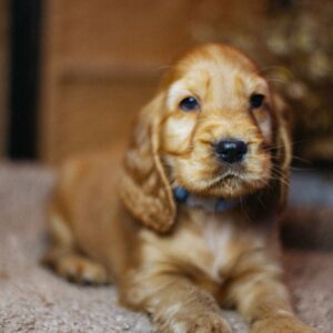 Barista English Cocker Spaniel Barista English Cocker Spaniel