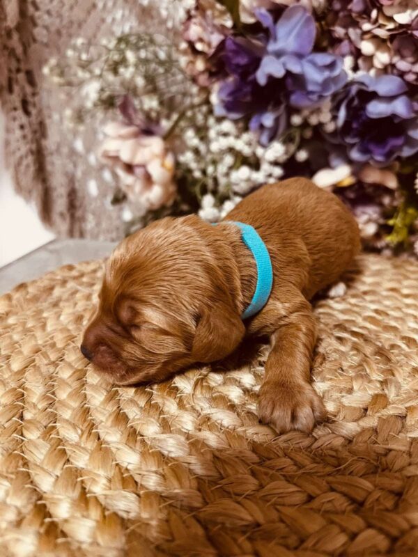 Barista English Cocker Spaniel Barista English Cocker Spaniel