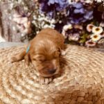 Barista-male-english-cocker-spaniel-puppy-for-sale- (3)
