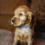 Barista-male-english-cocker-spaniel-puppy-for-sale- (3)