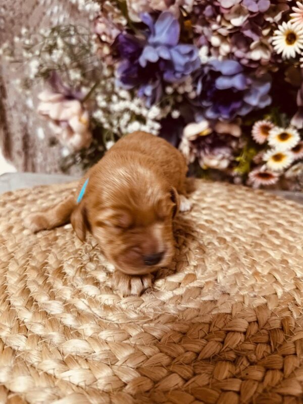 Barista English Cocker Spaniel Barista English Cocker Spaniel