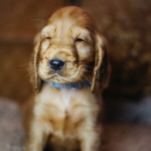 Barista English Cocker Spaniel Barista English Cocker Spaniel