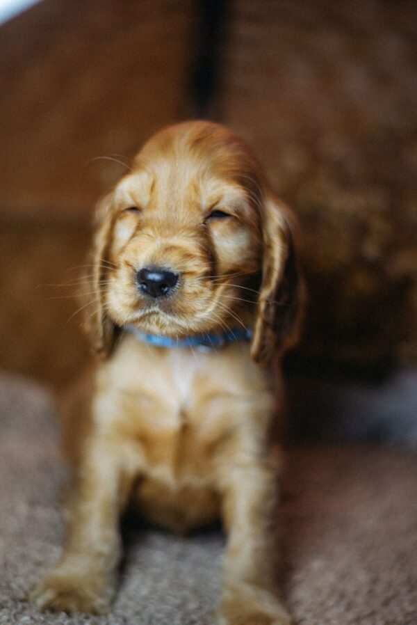 Barista English Cocker Spaniel Barista English Cocker Spaniel